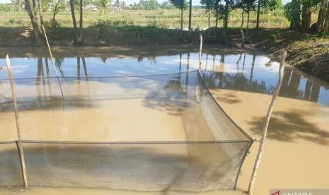 Banyuasin Pertahankan Posisi Penghasil Ikan Patin Terbesar Kedua di Sumsel