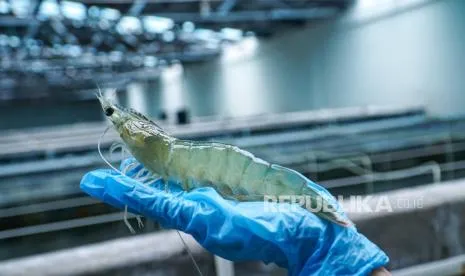 Pemerintah Musnahkan 5,7 Ton Udang Terkontaminasi Cesium-137